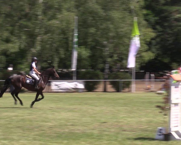 Reitturnier Niederwerbig 2024