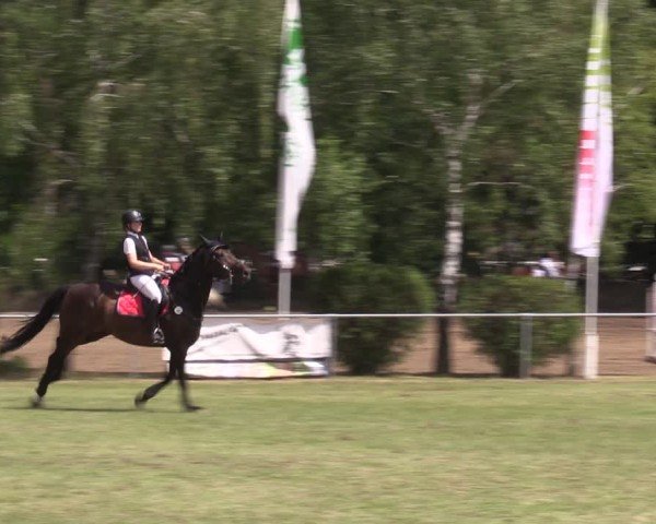 Reitturnier Niederwerbig 2024