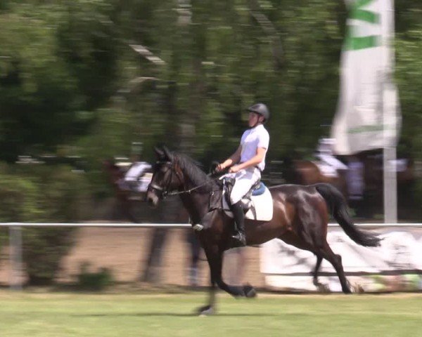 Reitturnier Niederwerbig 2024