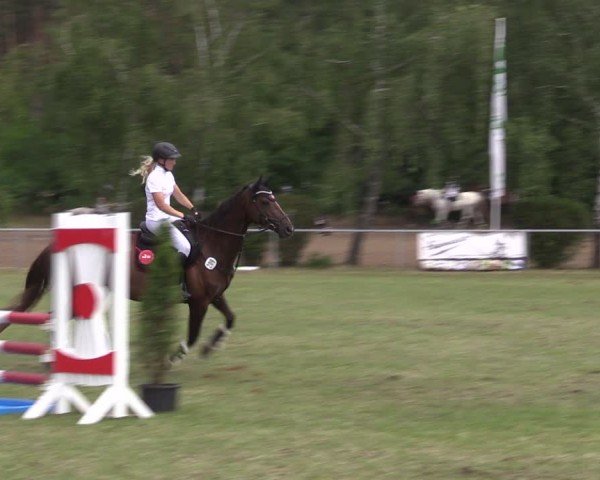 Reitturnier Niederwerbig 2024