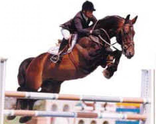 stallion Nicklas (Swedish Warmblood, 1989, from Irco Marco)