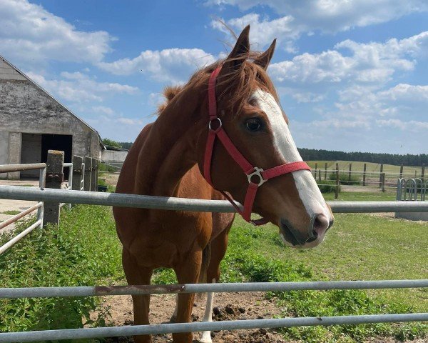 horse Levantina's Dream xx (Thoroughbred, 2020, from Gleneagles xx)