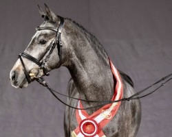 stallion Masterplan (German Riding Pony, 2021, from Koetsiershoeve Messenger)