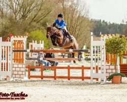 jumper Albany Chocolate (German Sport Horse, 1997, from Tantriko xx)