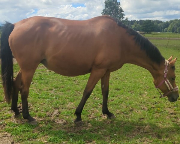 broodmare Daya (KWPN (Royal Dutch Sporthorse), 2008, from Verdi)