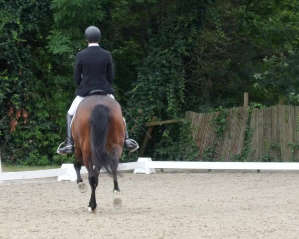 Reitturnier Heddesheim 2024