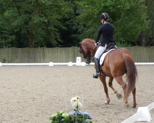 Reitturnier Heddesheim 2024