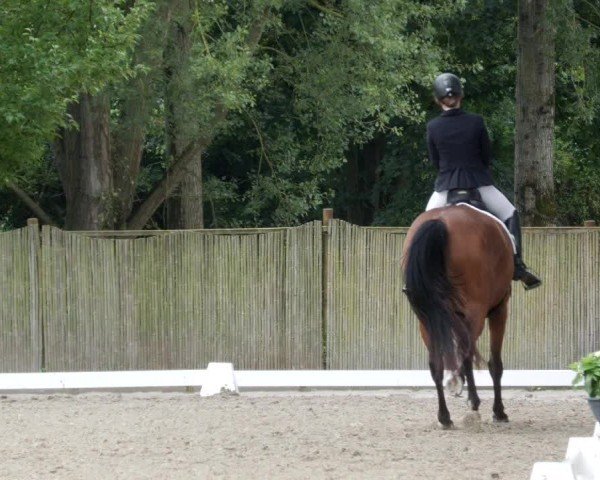 Reitturnier Heddesheim 2024