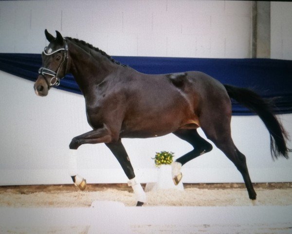 horse Manila (Oldenburg, 2021, from Diamond First)