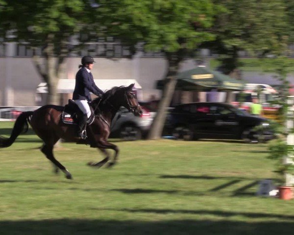 Reitturnier Burgstädt 2024