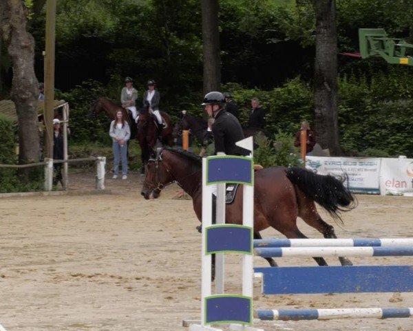 Reitturnier Heddesheim 2024