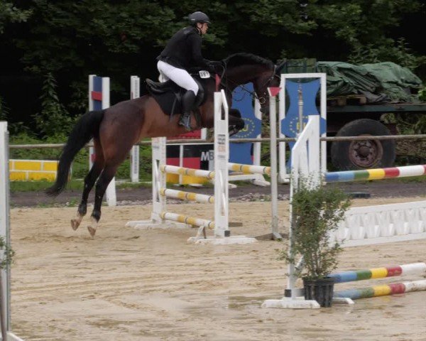 Reitturnier Heddesheim 2024