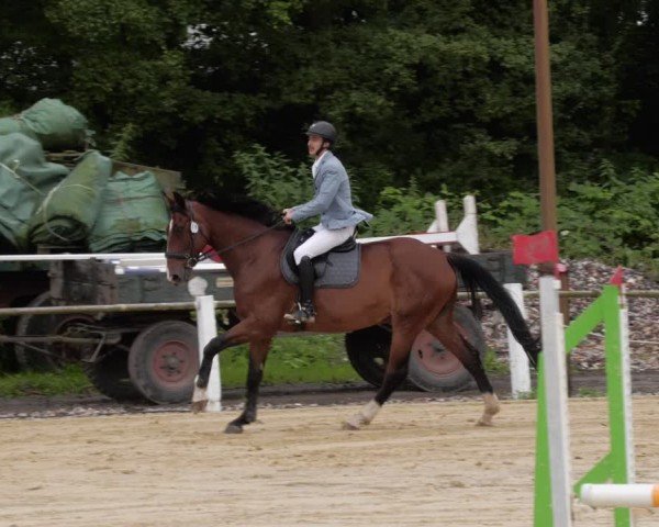 Reitturnier Heddesheim 2024