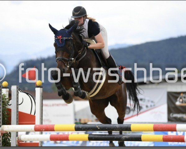 Springpferd Cleopatra 28 (Österreichisches Warmblut, 2016, von Chaman) Springpferd Cleopatra 28 (Österreichisches Warmblut, 2016, von Chaman)