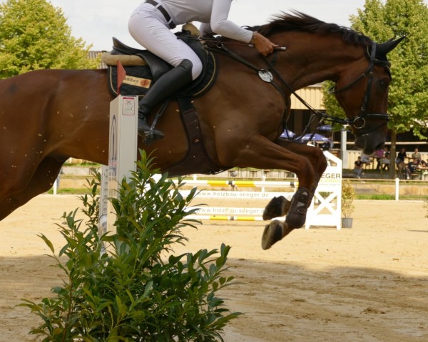 jumper Murphy 237 (KWPN (Royal Dutch Sporthorse), 2015, from I'm Special de Muze)