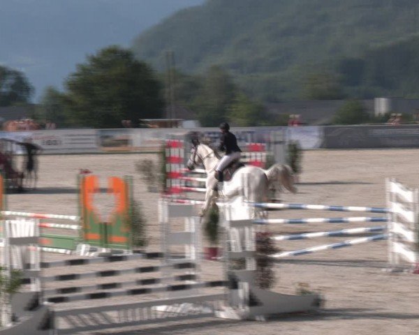 Springturnier Seewalchen 2024