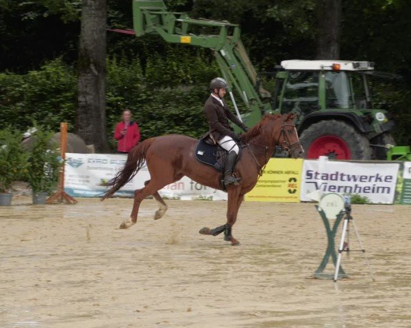 Reitturnier Heddesheim 2024