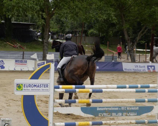Reitturnier Heddesheim 2024