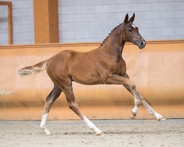 jumper Olana 14 (KWPN (Royal Dutch Sporthorse), 2019, from Cascalord)