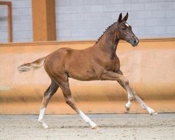 jumper Olana 14 (KWPN (Royal Dutch Sporthorse), 2019, from Cascalord)