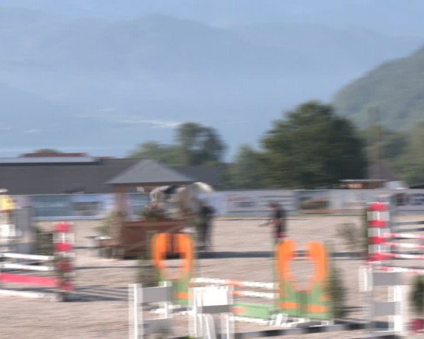 Springturnier Seewalchen 2024