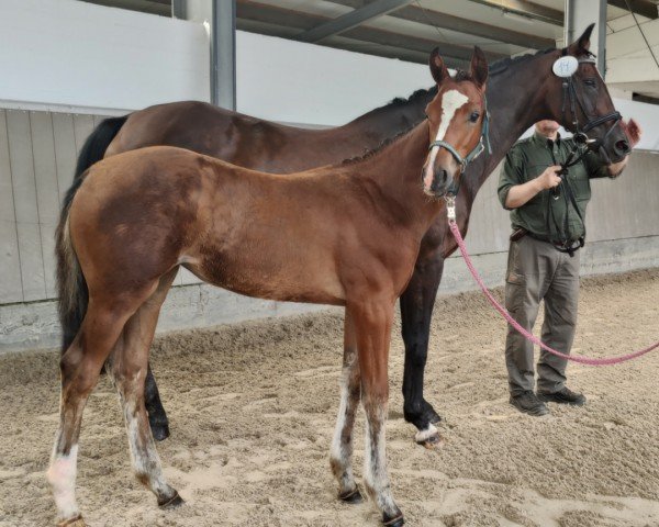 horse Bella Prima (Westphalian, 2024, from Baccardi’s Best)