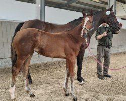 Pferd Bella Prima (Westfale, 2024, von Baccardi’s Best)