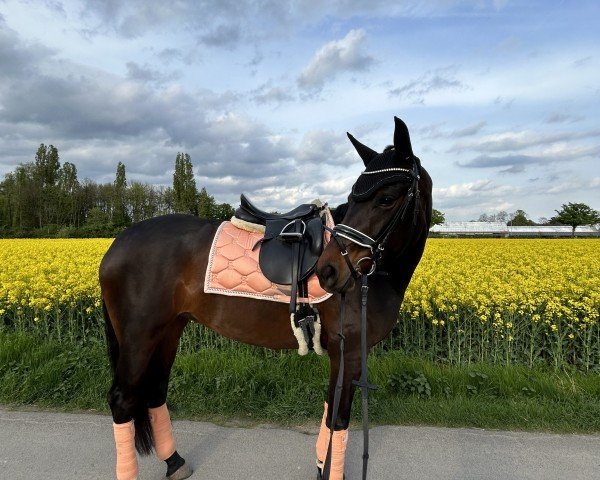 horse Summertime Deluxe (Oldenburg, 2018, from Harmony's de Beau)