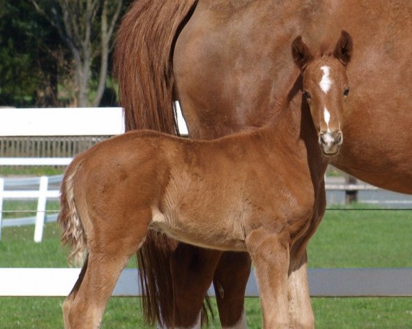 dressage horse Rialto (Westphalian, 2010, from Real Diamond)