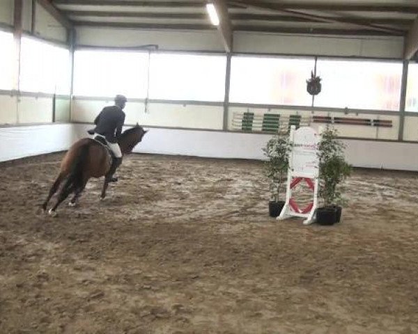Reitturnier Südlohn-Oeding 2013