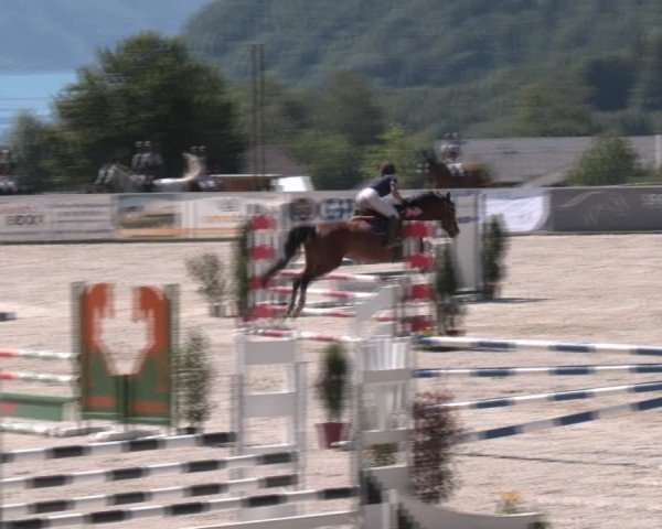 Springturnier Seewalchen 2024
