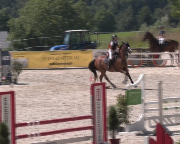 Springturnier Seewalchen 2024