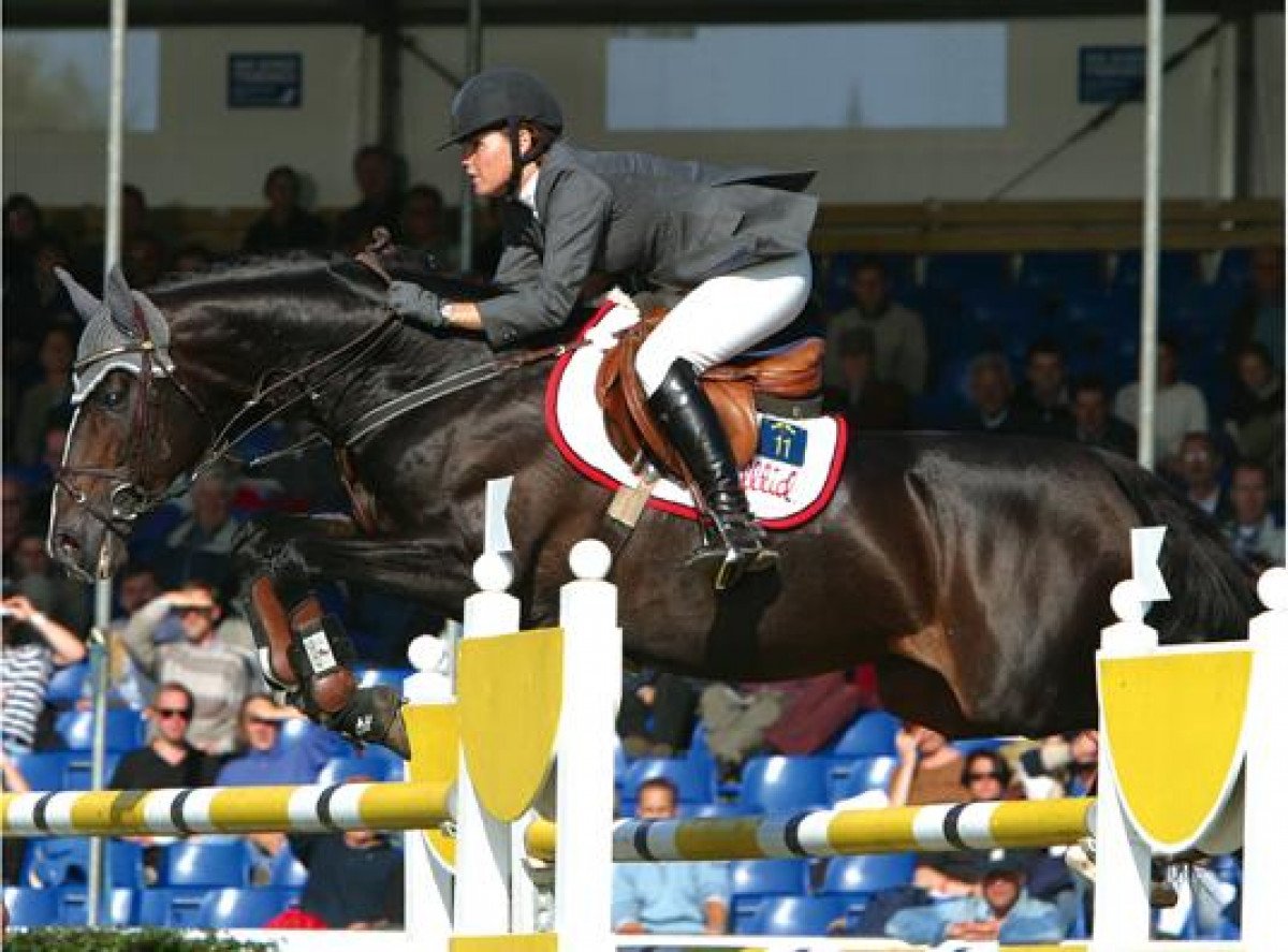 Deckhengst Favoritas xx (Irish Sport Horse, 1990, von Reitar xx)