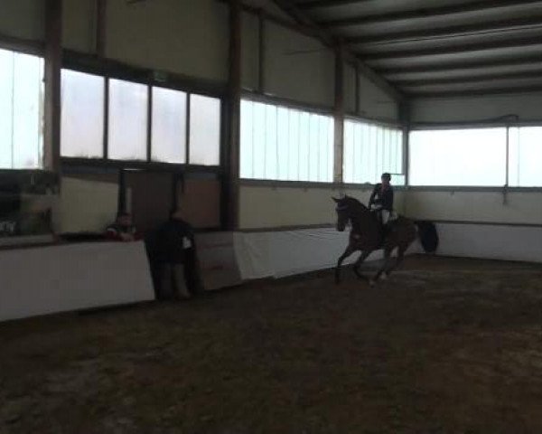 Reitturnier Südlohn-Oeding 2013