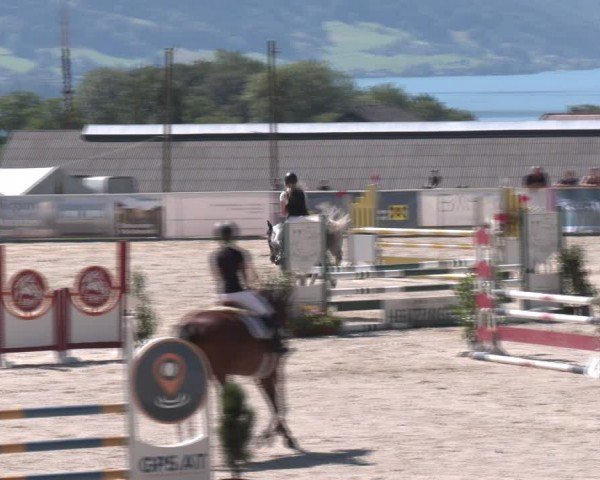 Springturnier Seewalchen 2024