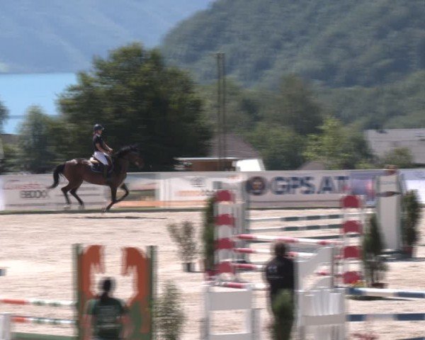 Springturnier Seewalchen 2024