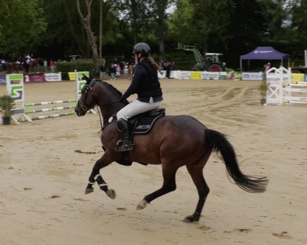 Reitturnier Heddesheim 2024