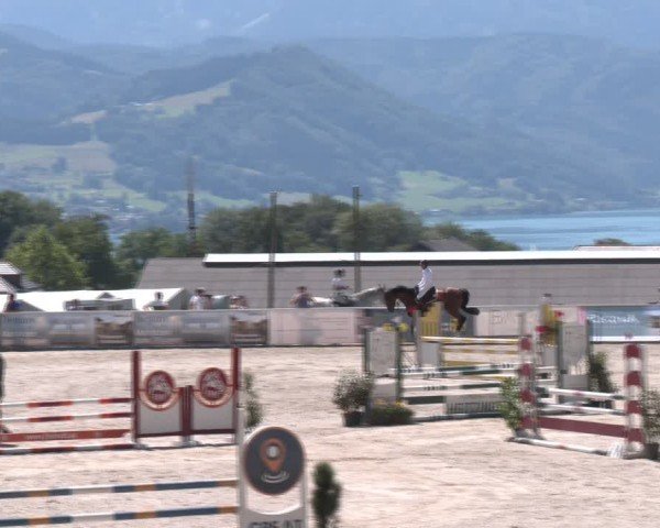 Springturnier Seewalchen 2024