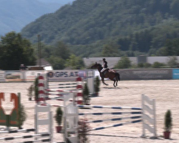 Springturnier Seewalchen 2024