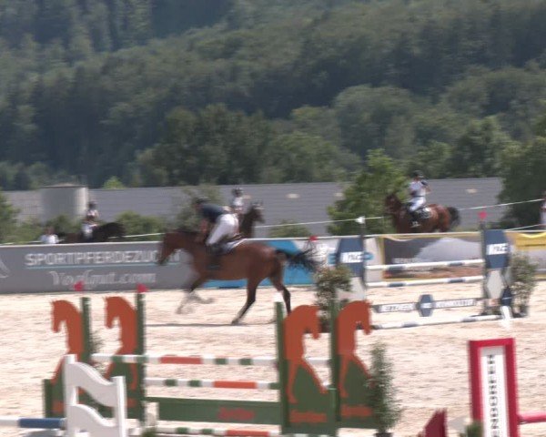 Springturnier Seewalchen 2024