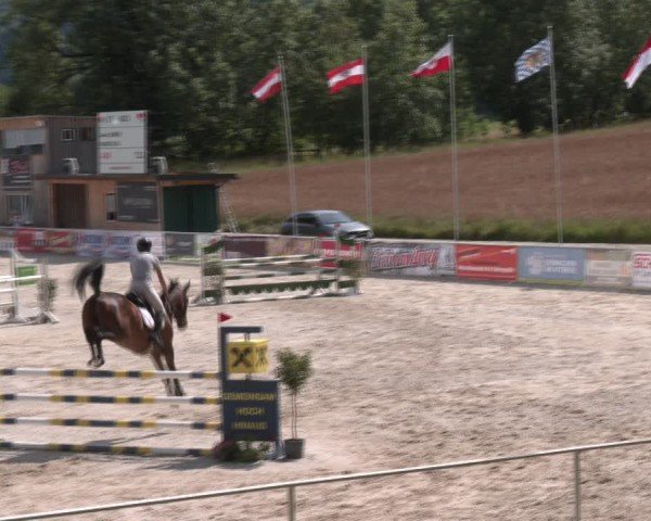 Springturnier Seewalchen 2024