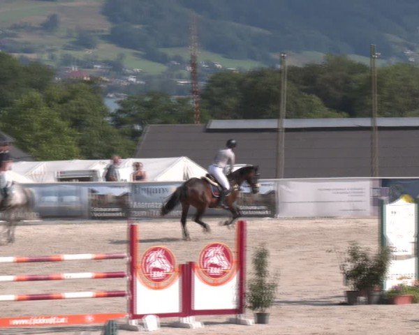 Springturnier Seewalchen 2024