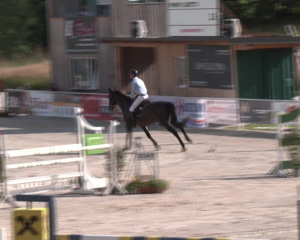 Springturnier Seewalchen 2024