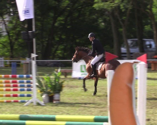 Reitturnier Niederwerbig 2024
