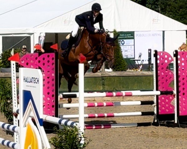 stallion Nero de Reve ZD (Holsteiner, 2020, from Nabab de Rêve)