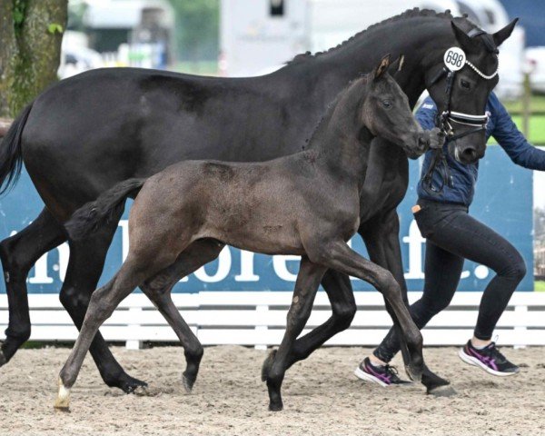 horse Sirius Black (Westphalian, 2024, from Sir Donnerhall I)