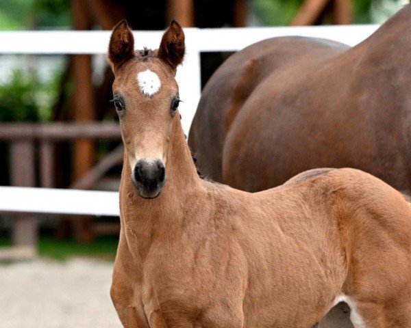 horse Euphoria (Westphalian, 2024, from Escamillo)