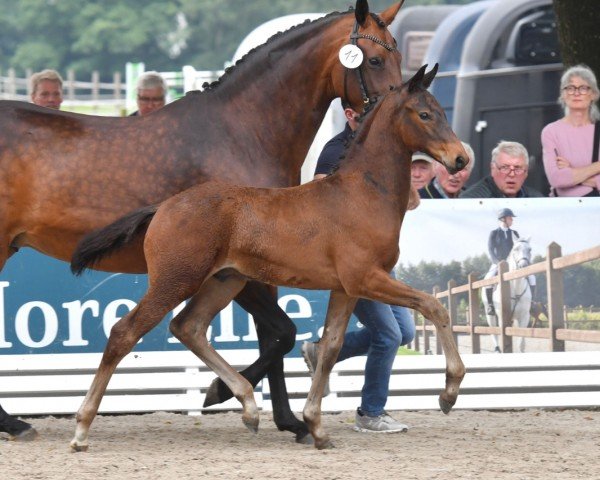 horse Hengst von Dynamic Dream / Bordeaux (Oldenburg, 2024, from Dynamic Dream)