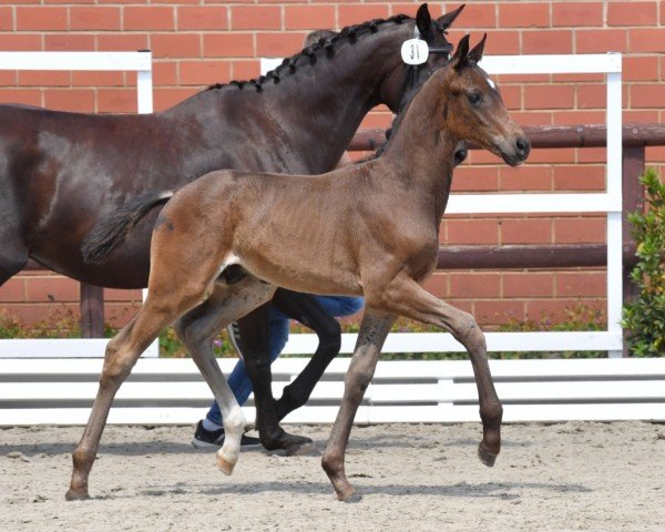 Pferd Hengst von Fürst Toto / Scuderia (Oldenburger, 2024, von Fürst Toto)