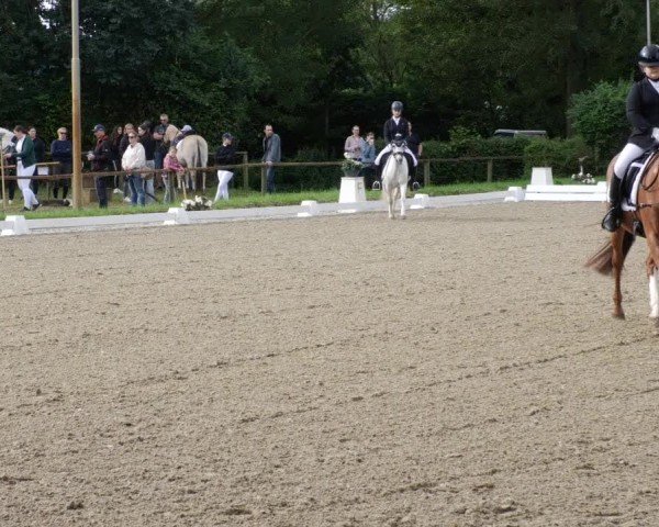 Reitturnier Heddesheim 2024